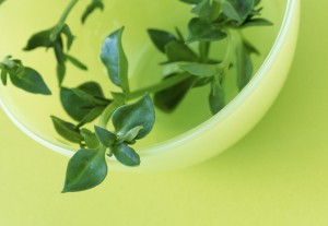 Thyme in bowl --- Image by ｩ Royalty-Free/Corbis