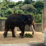 【沖縄・】沖縄こどもの国- Okinawa Zoo & Museum