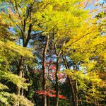 【埼玉・比企郡】国営武蔵丘陵森林公園