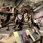 【大阪・南港】期間限定：ティラノサウルス展